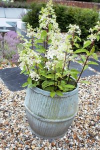 recycled washing tub planter. Karen Kennedy of Indigo Rye's garden for Charis White blog